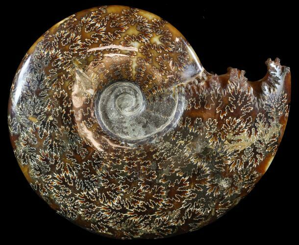 Cleoniceras Ammonite Fossil - Stunning #51248